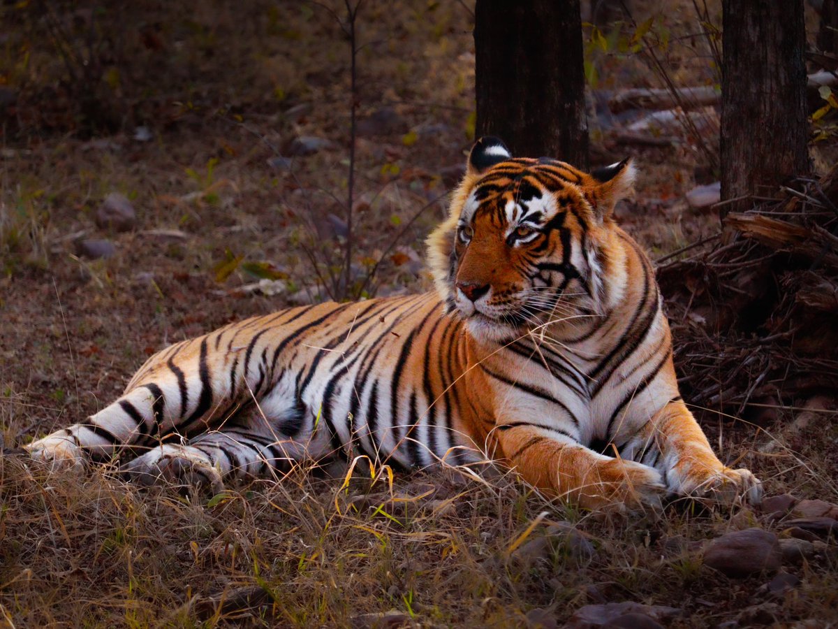 AyanJain15's tweet photo. Good Times
Ranthambhore Tiger Reserve #shotoftheday #goodtimes #catsofinstagram #canvas #cubs #times #wilderness #wildernessculture #natgeowild #repost #exclusive #earthfocus #canonphotography #imayanjain #ayanjain https://t.co/0vAxvm7Xzb