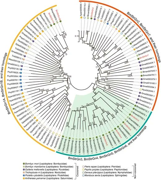 Circular depiction of the silkworm phylogeny and its relatives