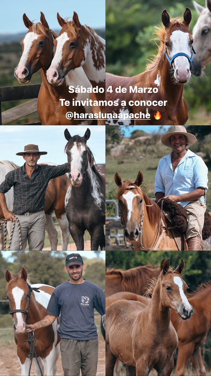 agaliasmateu's tweet photo. Sábado 4 de Marzo #OpenHouse en #haraslunaapache 🐴!!
La oportunidad de conocer el Haras y la oferta de remate 🙌!!
📲094537190 - 099531479
Ruta 39 km 68 - Aiguá - Maldonado
#cuartodemilla 
#painthorse 
#caballosuruguay 
#rematevirtual https://t.co/fD1NTEyoVW