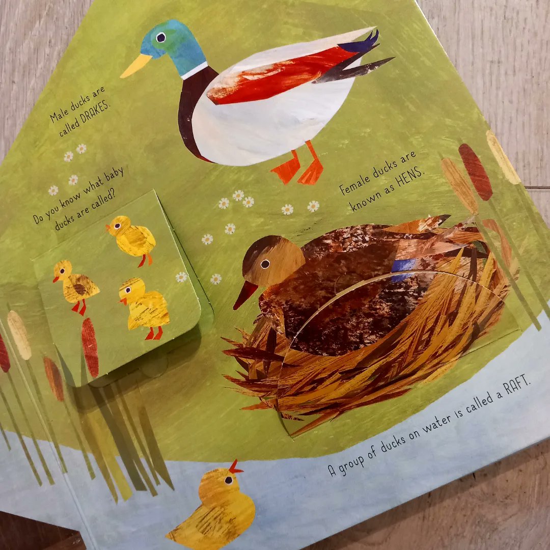 talesfortadpole's tweet photo. Here's 3 fantastic #BoardBooks for young #nature enthusiasts! Kids can learn about all sorts of furry, feathered & crawly creatures & their homes, by lifting the flaps to discover fun surprises underneath 😃 #LibbyWalden #CloverRobin #LittleTigerPress
https://t.co/y7XoEvRIQm https://t.co/88cW33KqCY