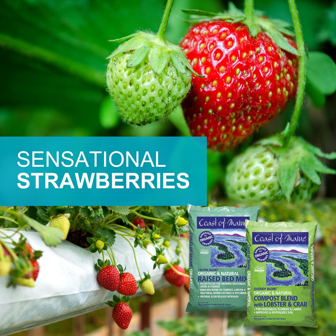 Plan on adding fruit to your growing list this year? Strawberries are the perfect introduction to home-grown fruit production; they are fresh, juicy, sweet, and easy to grow. Since spring will be here soon, now is the time to begin. Let’s Dive Right In!

👉coastofmaine.com/newsletters/CO…