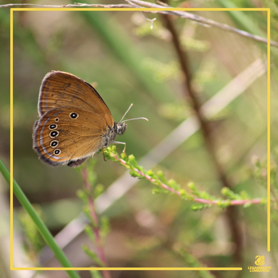 LegambienteLomb's tweet photo. La #brughiera del Gaggio deve entrare nella Rete Natura 2000. La richiesta delle associazioni a @RegLombardia.
Se vuoi preservare anche tu questo habitat firma la petizione qui: https://t.co/aq913uh30s
#malpensa #consumodisuolo #retenatura2000 https://t.co/7bvY8MLoPE