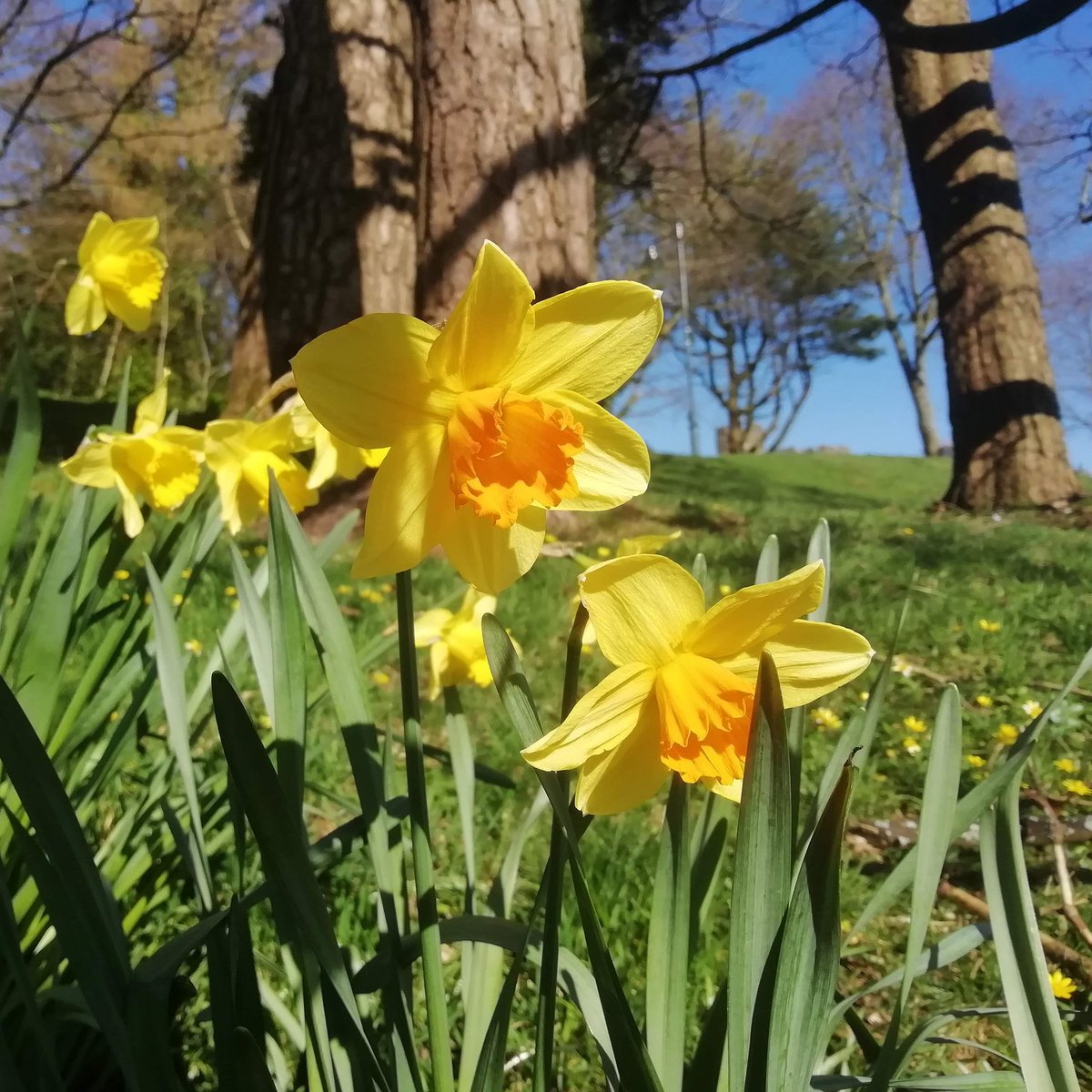 hellohistoria's tweet photo. One of my favourite snippets of Welsh folklore 🌿

In some parts of Wales, daffodils are known as 'babies' bells.' People say that only infants and very young children can hear them ringing 🛎

#StDavidsDay #Wales https://t.co/7alrwoRo3V