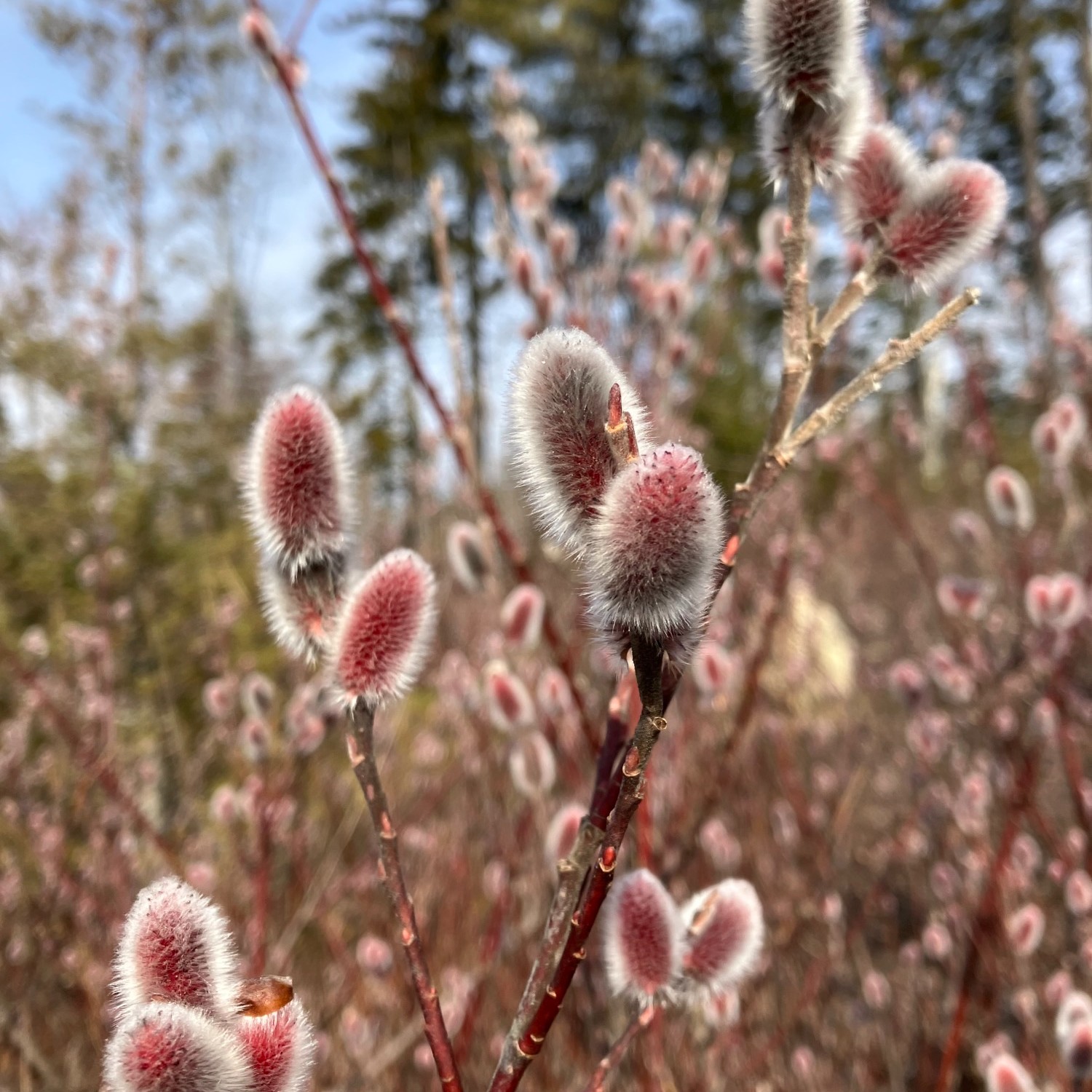 Coastal Maine Botanical Gardens On Twitter Salix Gracilistyla Mount