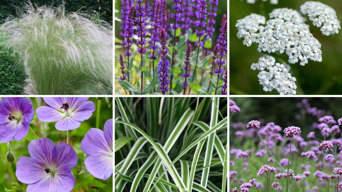 I have finalised the plants and the planting plan for my #givinggarden in Basingstoke <a href="/FestivalPlace/">Festival Place</a> 

Six plants. Simple but striking colour palette. Hits the senses. What do you think?