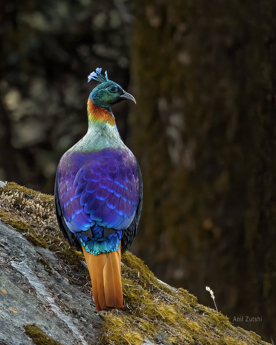 This guy rules , wears rainbow on its back.
#HimalayanMonal 
#Birds #birdphotography #Indiaves #Natgeoindia #Nikon