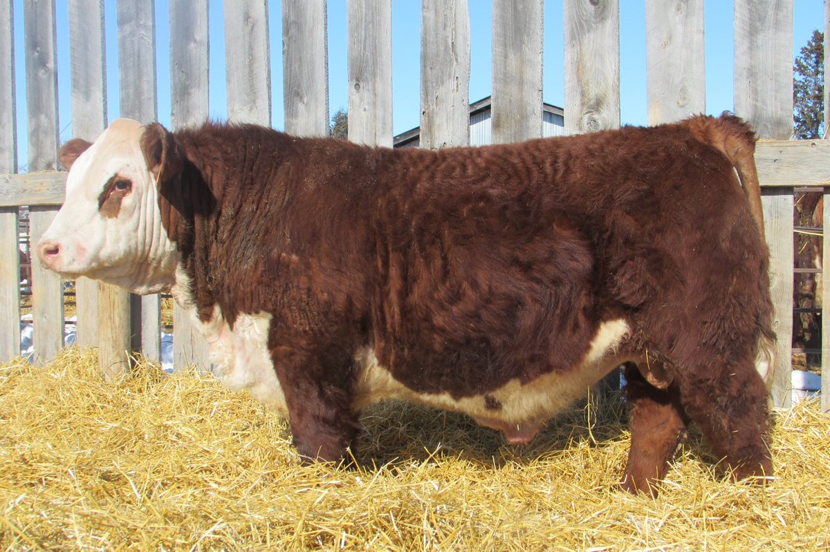 Very pleased with how the bull pen came together this year for sale season <a href="/MBHereford/">Manitoba Hereford Association</a> <a href="/CAN_Hereford/">Canadian Hereford</a>