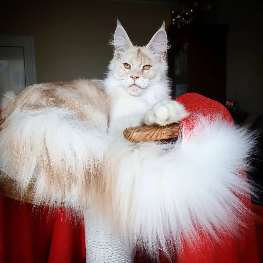 coolmainecoon1's tweet photo. RT
Wow That's awesome ❤ https://t.co/qlefLLxegJ
