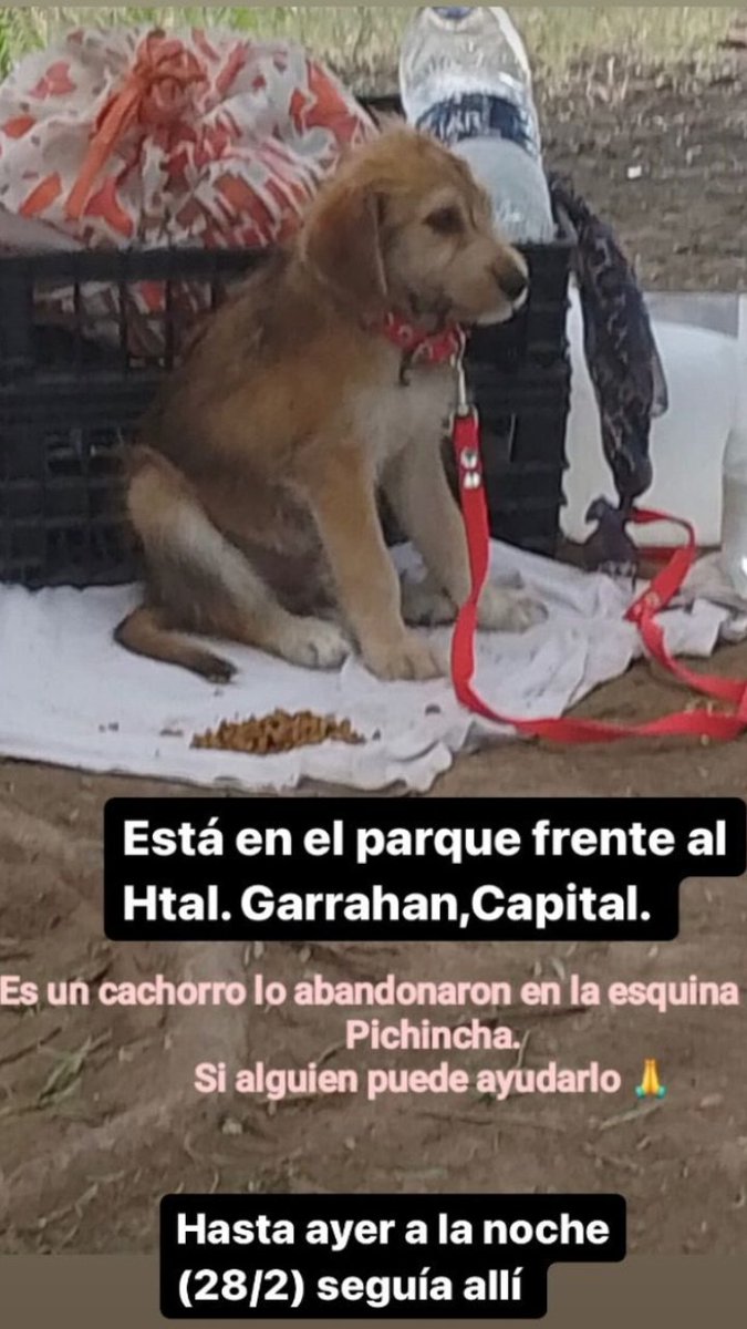laurasa321368's tweet photo. Este cachorrito lo dejaron atado frente al Parque del Hospital Garrahan  caba. No hay contacto. Me lo enviaron por wasap. Quien puede verificar? Es un bebe. Quien abandona un bebe en medio de la noche merece ir al mismo infierno.
Si me pueden avisar se contactan conmigo. Gracias! https://t.co/QLbabkByxR