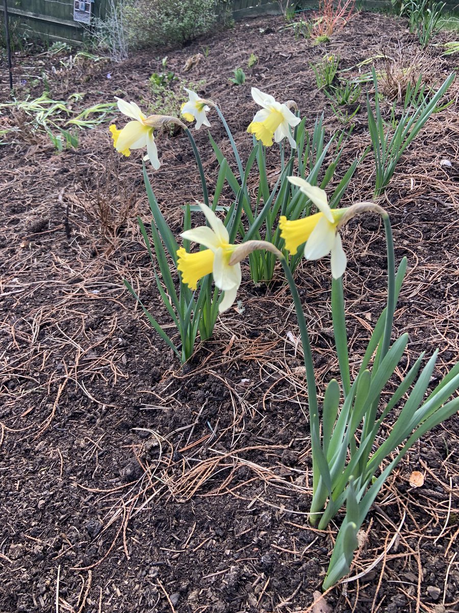 Wild daffodil…
Happy #StDavidsDay 
#Narcissus pseudonarcissus #Daffodil #wildflower #trumpets
🎺🎺🎺 
🌱🌱🌱