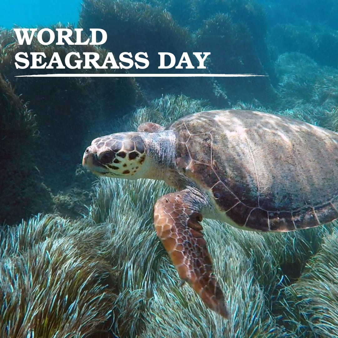 Today is World Seagrass Day! Bugün Dünya Deniz Çayırı Günü! #WorldSeagrassDay #seagrass