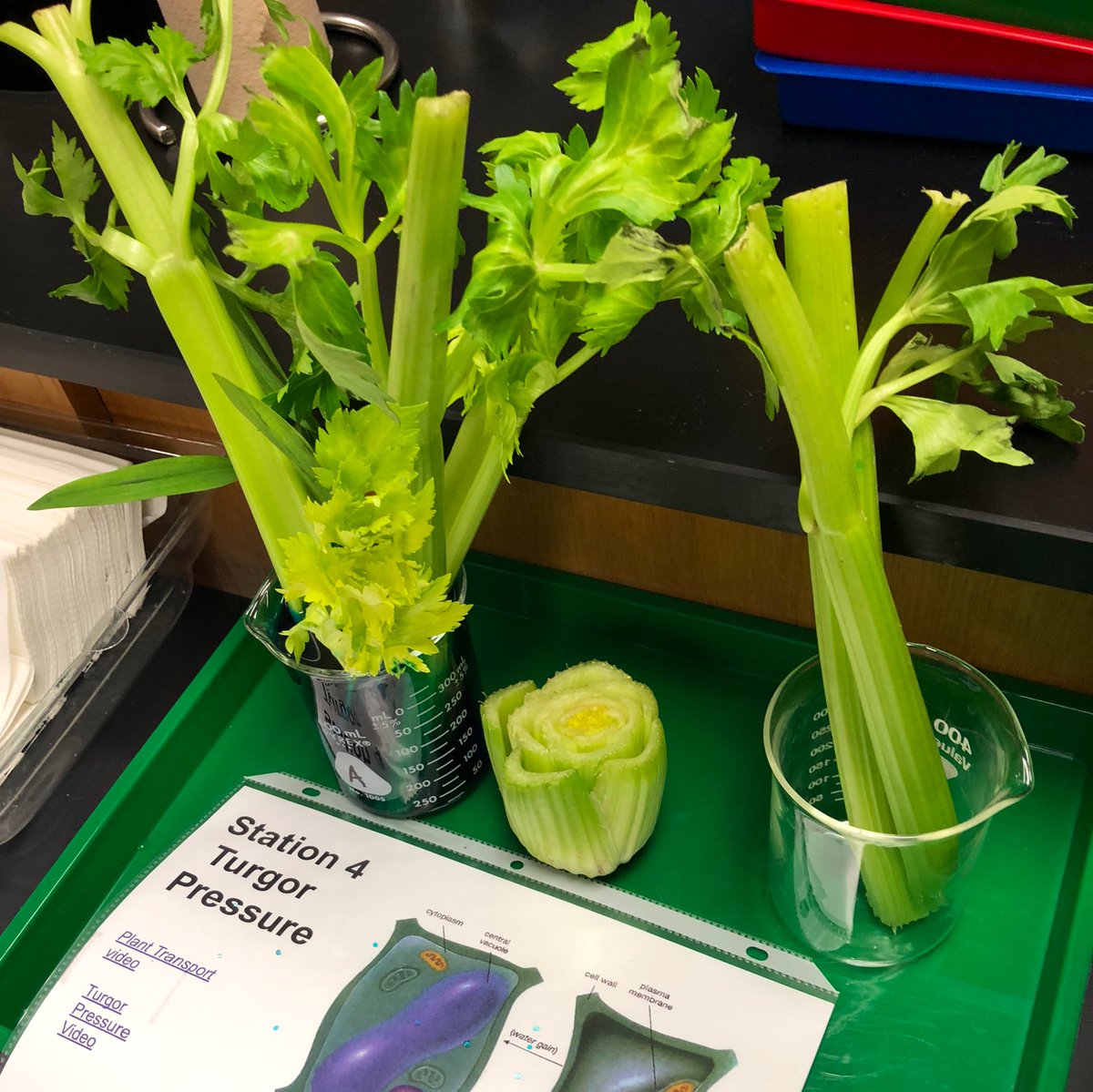 Diana Mitchell tweet media