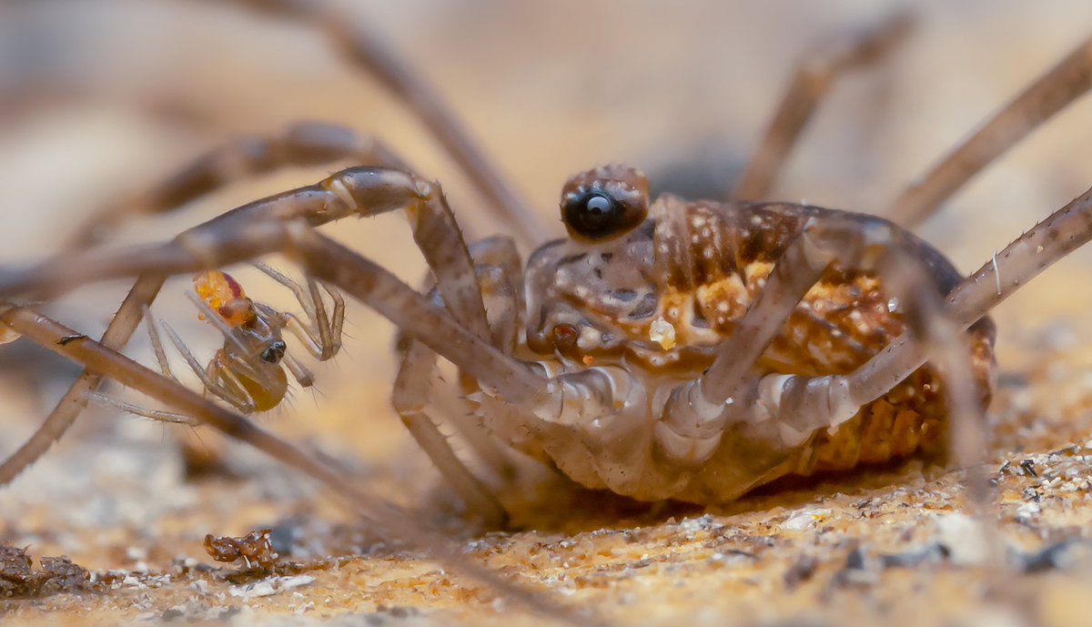 A spider eating a springtail under the watchful gaze of a harvestman (Rilaena triangularis), who might end up eating them both... <a href="/BritishSpiders/">BAS</a> <a href="/Megabunus/">Meg Skinner (British Harvestmen) (she/her)</a>