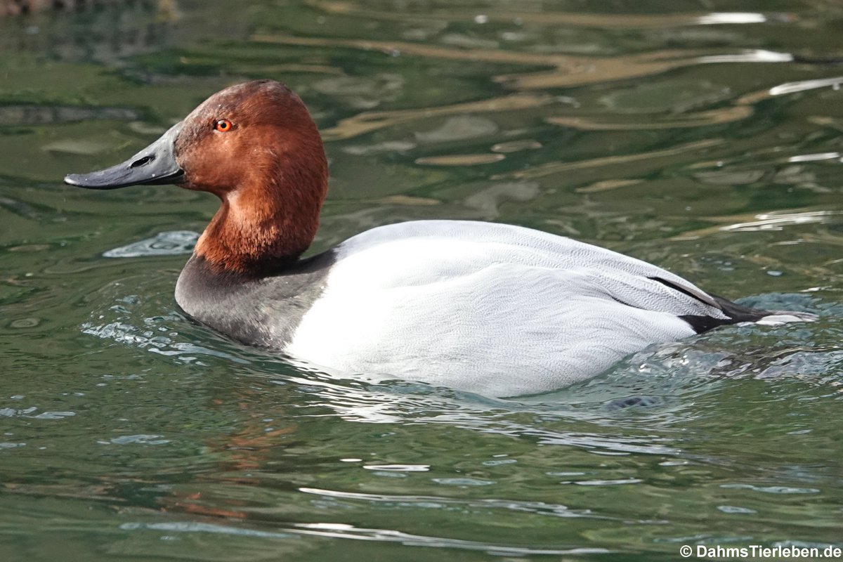 DahmsTierleben's tweet photo. 𝑨𝒚𝒕𝒉𝒚𝒂 𝒇𝒆𝒓𝒊𝒏𝒂 
(Tafelente / Common Pochard / Fuligule milouin / Porrón Europeo) https://t.co/XGthY3johK