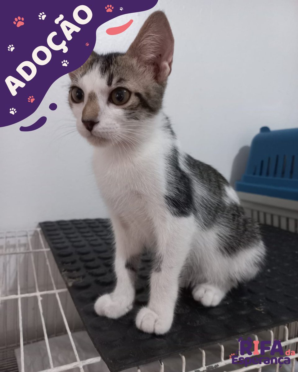 DIA DE ADOÇÃO!🎉
Menininho procurando por um lar!🐱❤

📌 4 meses.

📌 Super brincalhão e manso.

📌 Castração garantida.

#rifadaesperança #rifa #rifasolidaria #sorteio #solidariedade #cachorro #gato #pet #animais #amor #cuidadoanimal #doação #adocao #gratidao