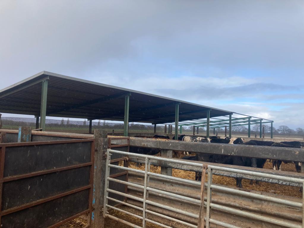 cattlefinishers's tweet image. Shed up!
Clagg roof on tomorrow if all goes well.
#nowtbettertodo
#getonwithit