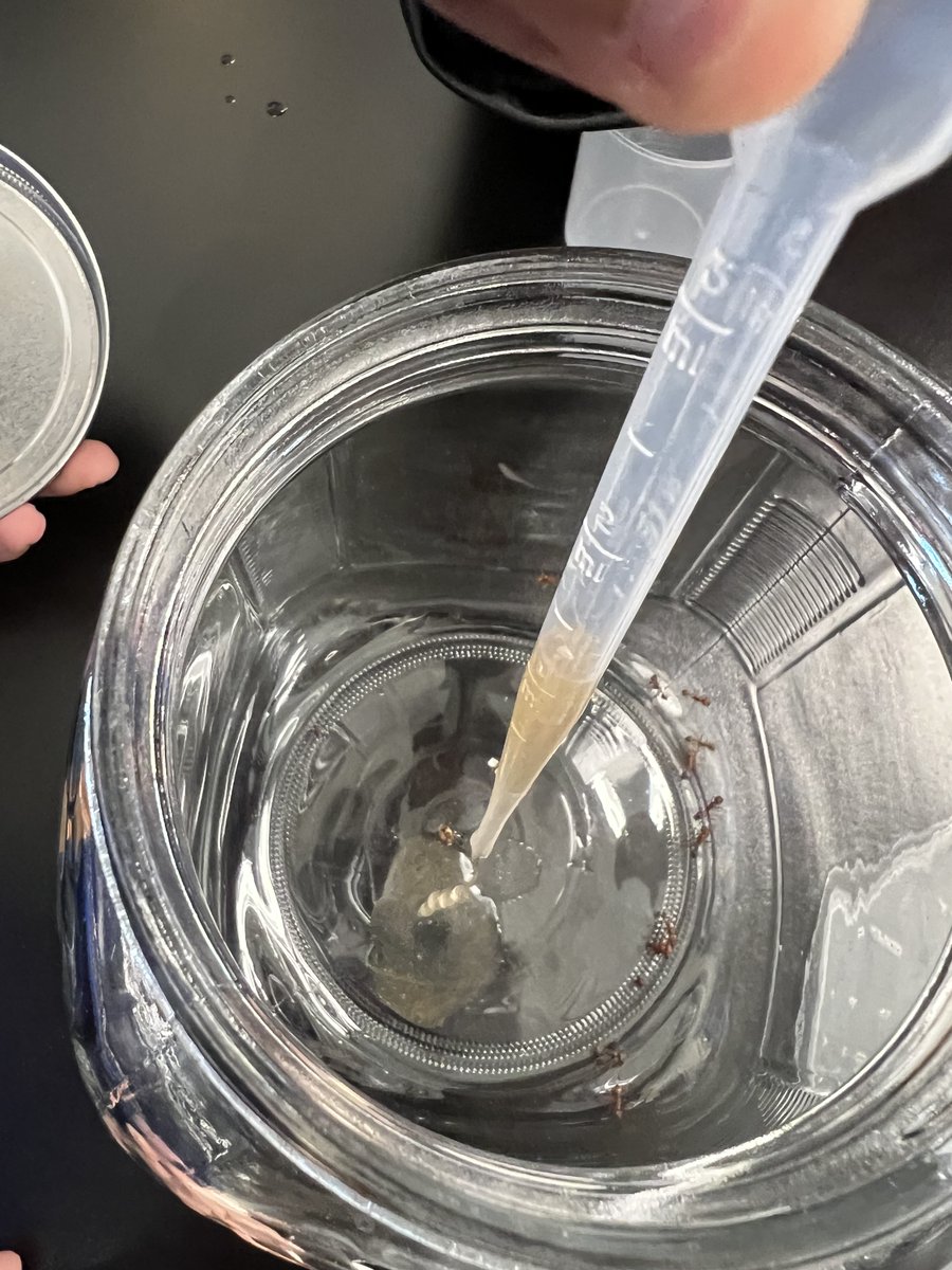 NeuseRiverMS's tweet photo. #AtTheRiver 6th Graders are being taught by their 7th grade peers about Soil Stewardship #AllThingsScience #naturalpesticideswork #RavensSoar #NationalInstituteoEnvironmentalHealthSciencesOutreach https://t.co/5zTe9TBmPd