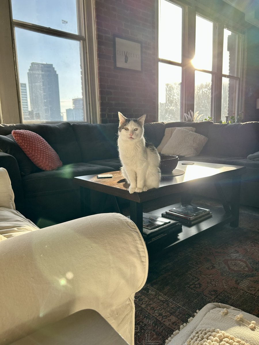 craine__'s tweet photo. Aesthetic: city cat during golden hour https://t.co/F24chxUCzN