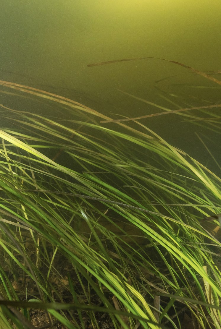 Did you know that #eelgrass also grows under sea ice as far north as the Arctic? Like land plants it is seasonal, so growth slows down in winter and only a few short shoots remain waiting for spring. Seeds buried in the sediment also need the cold to germinate. #WorldSeagrassDay