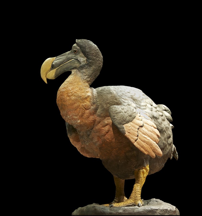 embryoproject's tweet image. Dodo birds? Woolly mammoths? Paris Hilton? The CIA?! Check out the recent piece on de-extinction from @ConversationUS, co-authored by the Embryo Project's own Managing Editor Risa Aria Schnebly (@RisaAria_). bit.ly/3Y5ilNa
Image by Jebulon via Wikimedia Commons