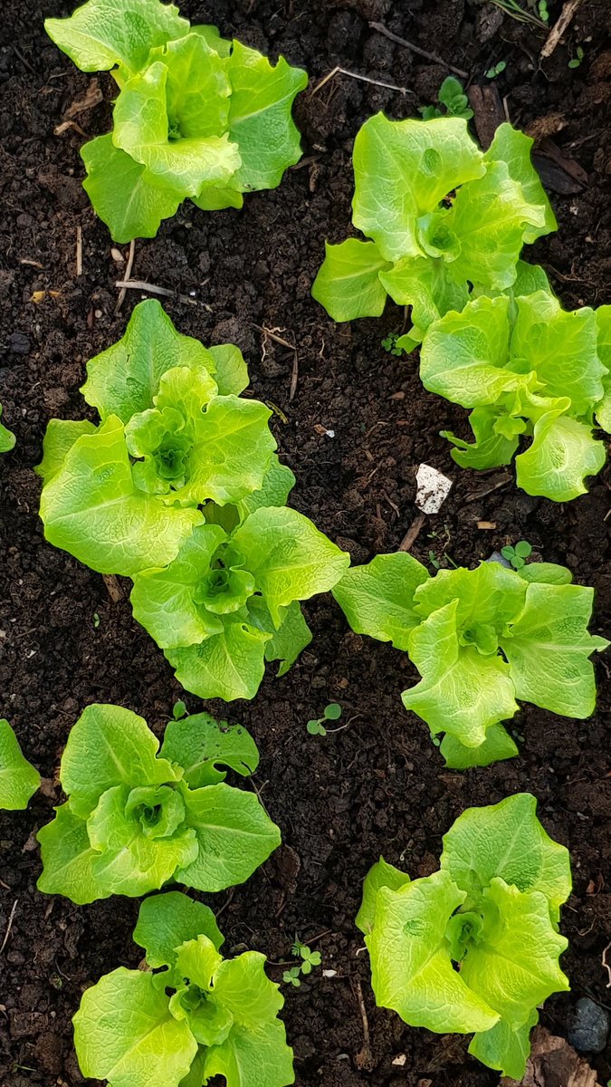gulcangemec's tweet photo. Marullarım, ıspanaklarım güneşi görünce nasıl da şımardılar 🌿🍃
#marul #ıspanak #gardening #lettuce #spinach #terracehome https://t.co/spgSxNZ0tY