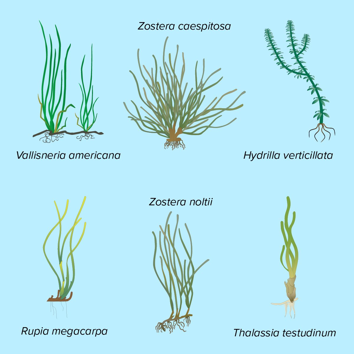 Happy #WorldSeagrassDay! We've highlighted a few notable seagrass species, which can also be accessed in our symbol library. #scicomm #seagrass