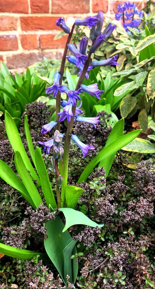 Welcome to March.  So lovely to see new flowers coming through,  I can't work out if this bluebells or hyacinth!  😕 

#LoveUKWeather #gardeners #capturingbritain_nature @itvlondon @metoffice @kewgardens #hamptoncourtpalace