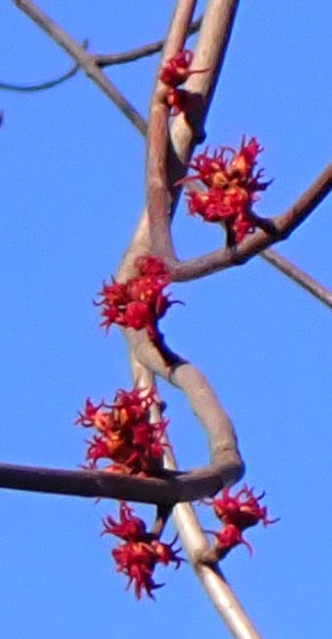 sampepping's tweet photo. @WvdWulp Deze boom staat op de kaart als Acer saccharinum Pyramidale. Dat lijkt niet te kloppen. Wat is het wel? #Purmer https://t.co/xKWAKXjePB