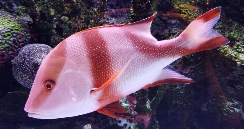 Snapper Minecraft The red snapper in Minecraft is based on the emperor red snapper in ...