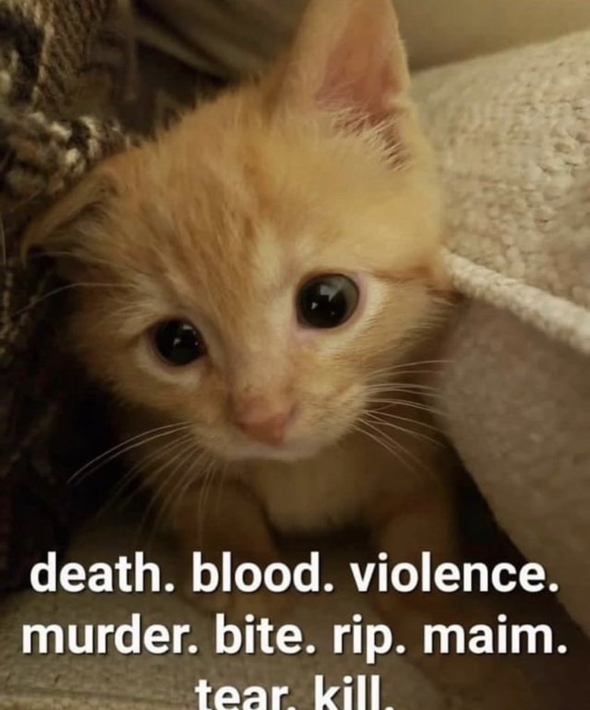 literallymecats's tweet image. 