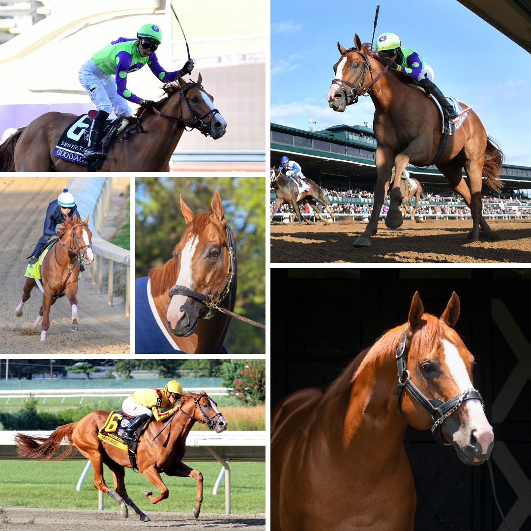 StonestreetFarm's tweet photo. Happy Birthday to champion GOOD MAGIC! 🎂 🎉 Help us wish this G1 winner and successful sire a very happy 8️⃣th birthday! #BredandRaised #StonestreetStables #GradedGrads @HillnDaleFarm https://t.co/1X2c9hyybK