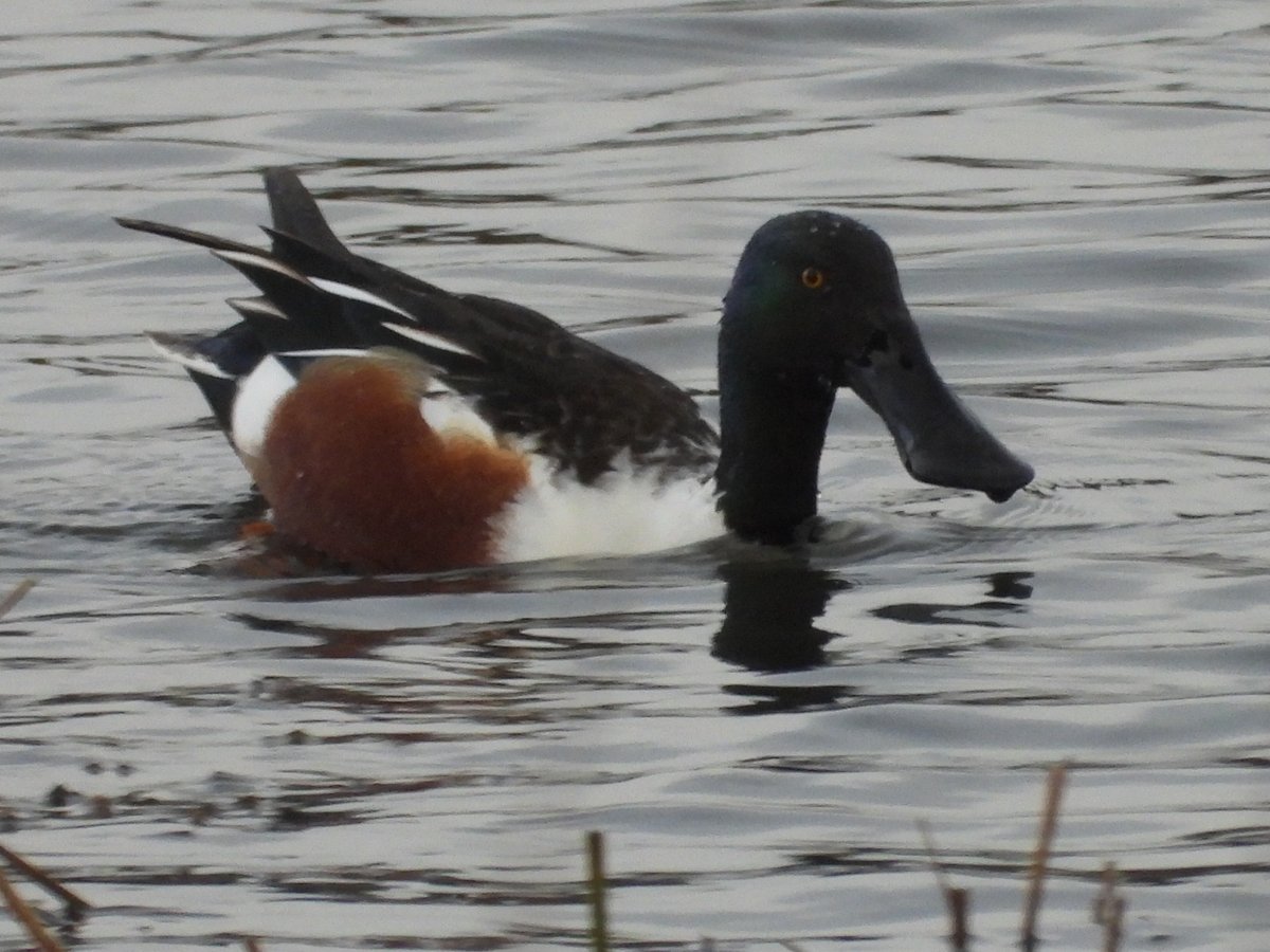 Mightychub's tweet photo. 2 of 4 Shoveler in the rain on this gloomy afternoon #WyverLaneNR @DerwentBirder @Willowglass12 @DanielCMartin1 #NoEgrets but Grey Heron #Usualsuspects https://t.co/I974lDVlwl