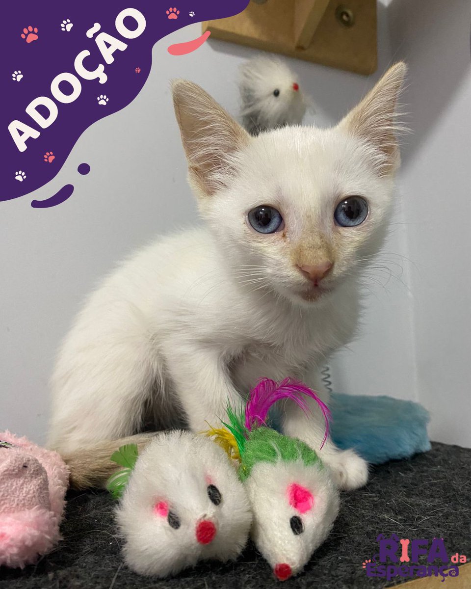 DIA DE ADOÇÃO!🎉
Bebê procurando um lar!🐱

#rifadaesperança #rifa #rifasolidaria #sorteio #solidariedade #cachorro #gato #pet #animais #amor #cuidadoanimal #doação #adocao #gratidao