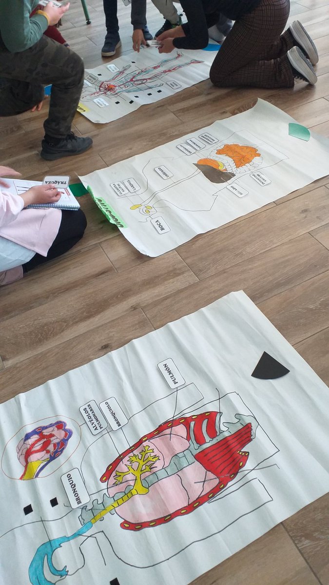 CSanctispiritus's tweet photo. Aprovechando material que había por clase para repasar los diferentes sistemas. Luego evaluamos lo aprendido hasta ahora con un Wordwall donde clasificamos órganos en sus sistemas. #CompDigEdu #VolamosJuntos #aprenderjugando #TIC #CeipSanctiSpiritus https://t.co/WWCzkR1Iar