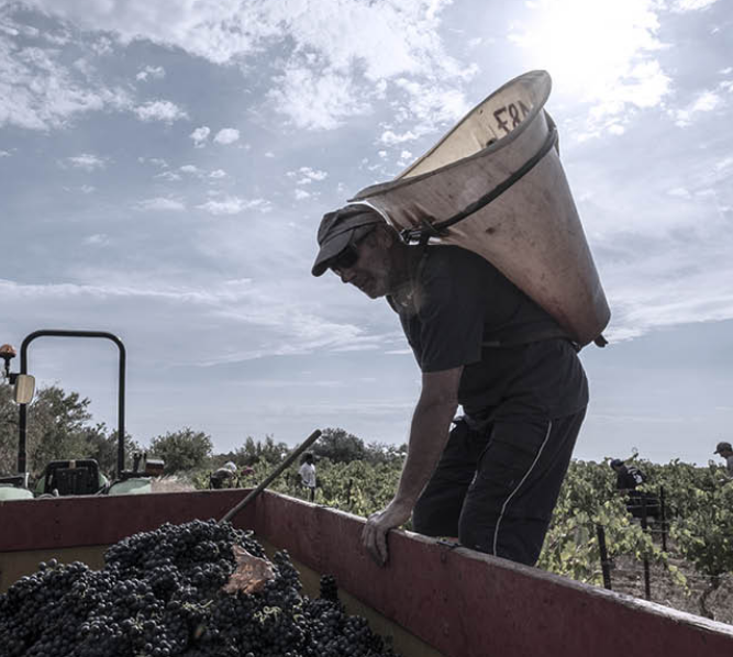 FOSS_Americas's tweet image. Unstable weather is making it increasingly hard to decide picking dates for grapes. We caught up with leading winemakers from Australia, France and the UK to find out how earlier harvests are impacting grape quality. Read article at ow.ly/wuBM50N493Z #grapegrowing