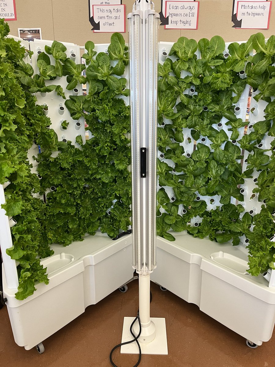 UDHS_FCS's tweet photo. Lettuce harvest ✅ We were able to send our @MCIU @HeadStartgov class home with four heads of lettuce each. Thank you, @UpperDubSuper, @UDHSCardinals, @ForkFarms, @FluxSpace_io, Mr. Michener, @GiantFoodStores in Maple Glen, and all of the students who made this happen! https://t.co/5o0aFQeWNP
