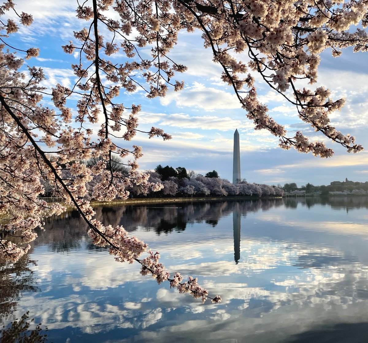 You heard it here first! Our cherry tree experts are predicting peak bloom to fall between March 22 - 25 this year. Start planning your visit now: nps.gov/cherry #Cherryblossom #BloomWatch #WashingtonDC 🌸🌸🌸