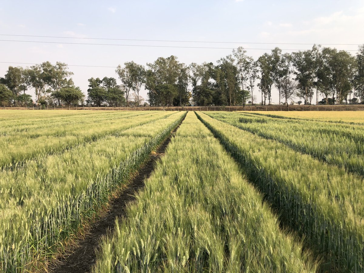 Discussing with #India partners about the next 5 years of <a href="/icarindia/">Indian Council of Agricultural Research.</a> investment in <a href="/ICARDA/">ICARDA</a> #Durum wheat breeding at the Amlaha station #madyaprdesh <a href="/Amitdur/">Amit Gautam</a>