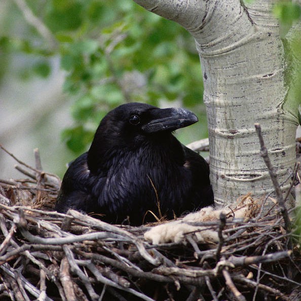 DailyCorvids's tweet photo. Normalize being a snugglebird
Going full coze mode
Just settling in your nest and fitting like a glove https://t.co/Svz0SknyAU