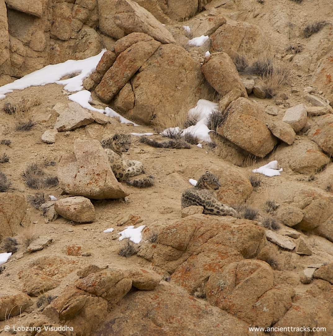 Another great spent sighting of this pair!

It was at Saspotsey village in Lower /Eastern Ladakh. 1st month of Lunar Calendar is mating  season for Snow Leopards. They have just met yesterday day. 

#SnowleopardTourism 
#snowleopard 
#ladakhtourism 
#wildlifephotography 
#wild