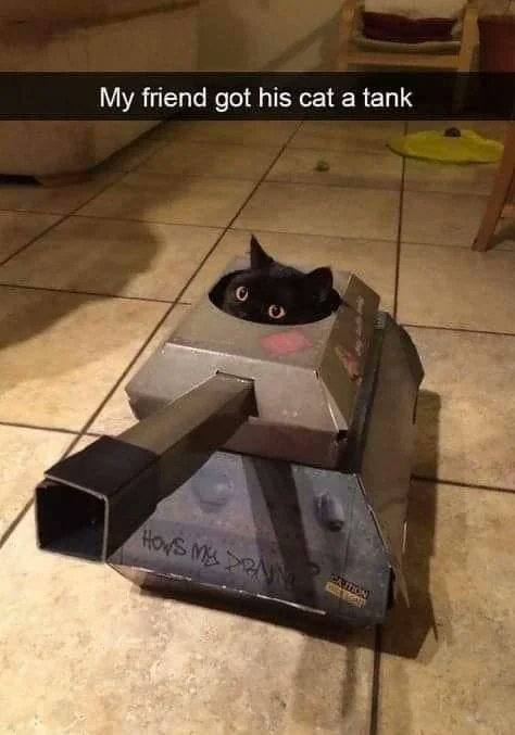 Kitty tank🥰