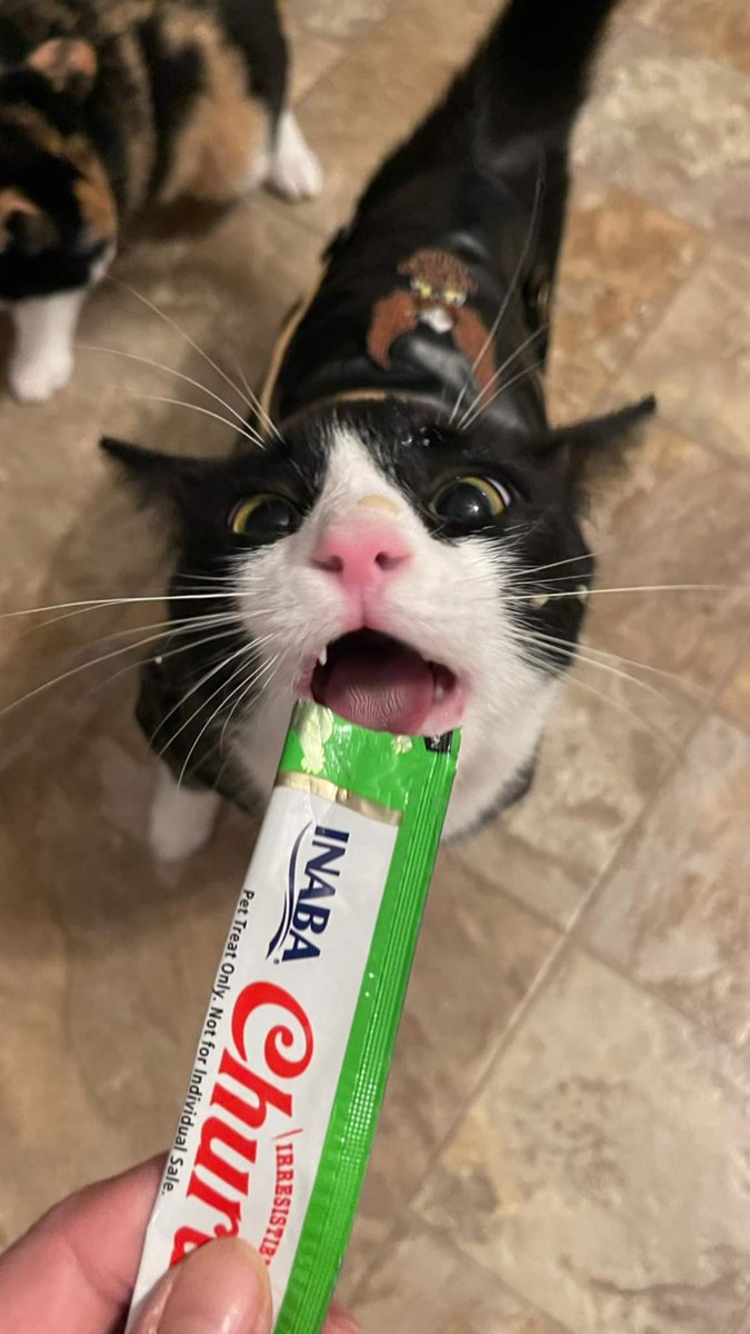 It's snack time! Tho if you ask Harley, snack time is anytime! 😸😹 #fosterkitten #FostersSaveLives #bikerkitty #MarvelComics #luv #tuxedocat #dmvpets #availableforadoption