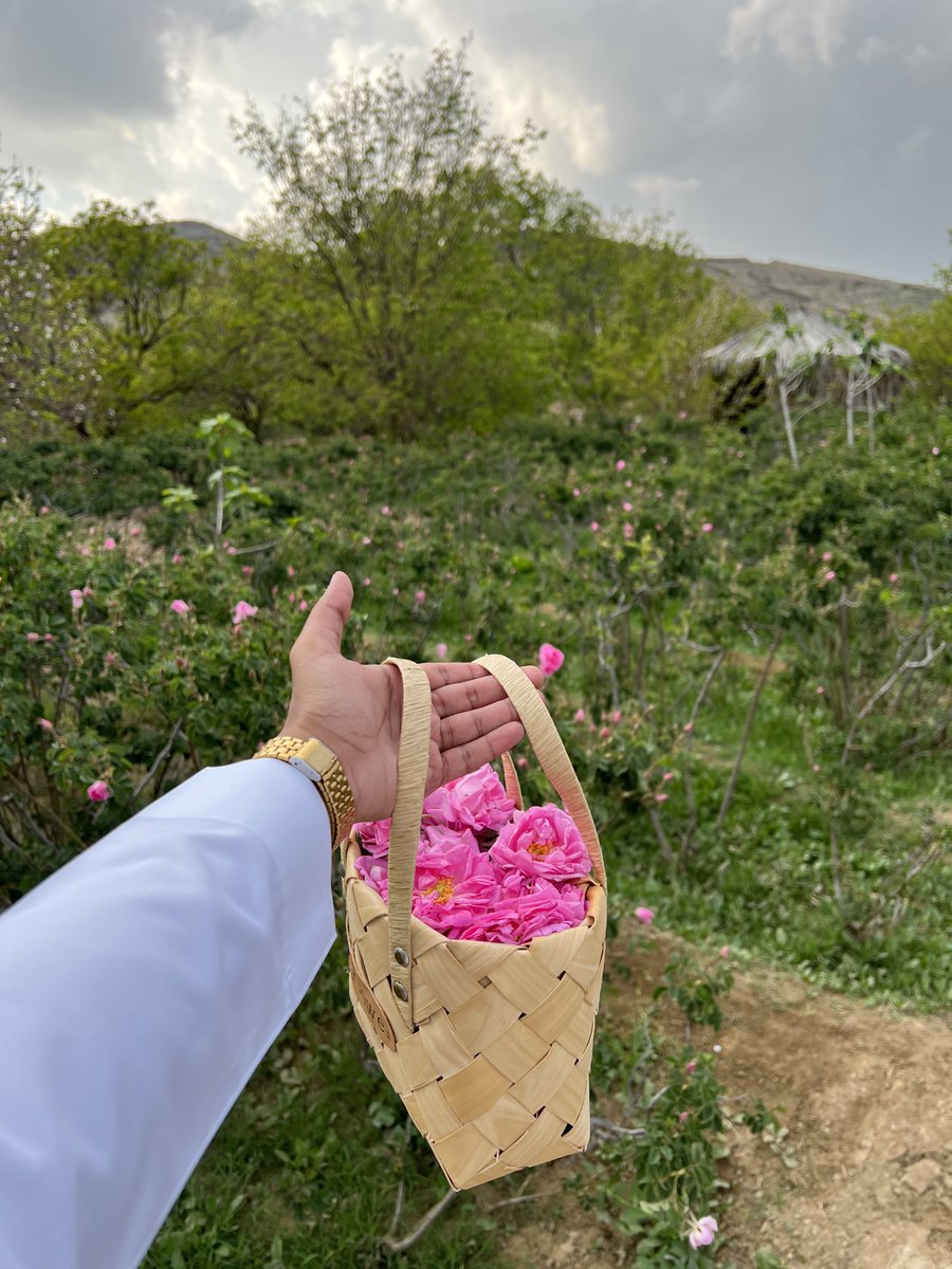 az_____z's tweet image. بدء موسم قطاف الورد الطائفي 💘