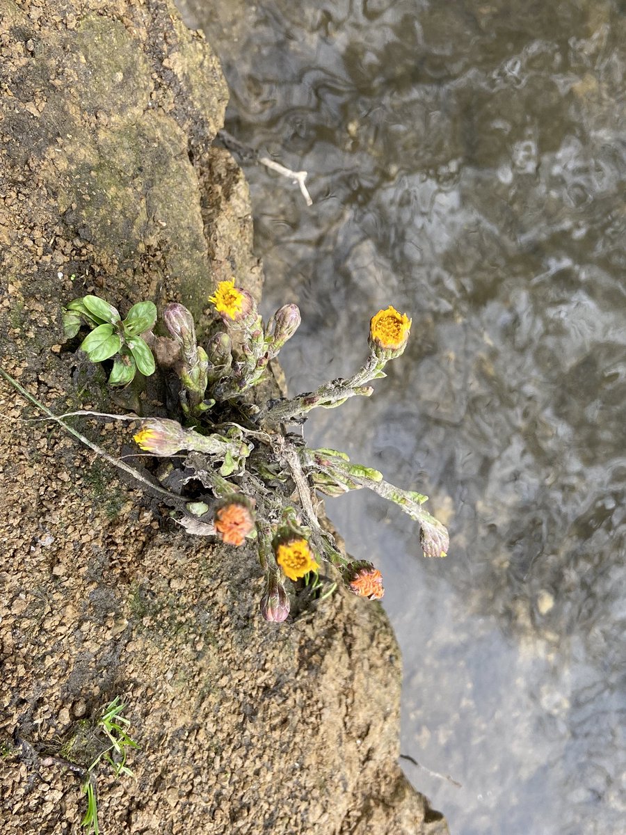 Nick Tribe tweet media