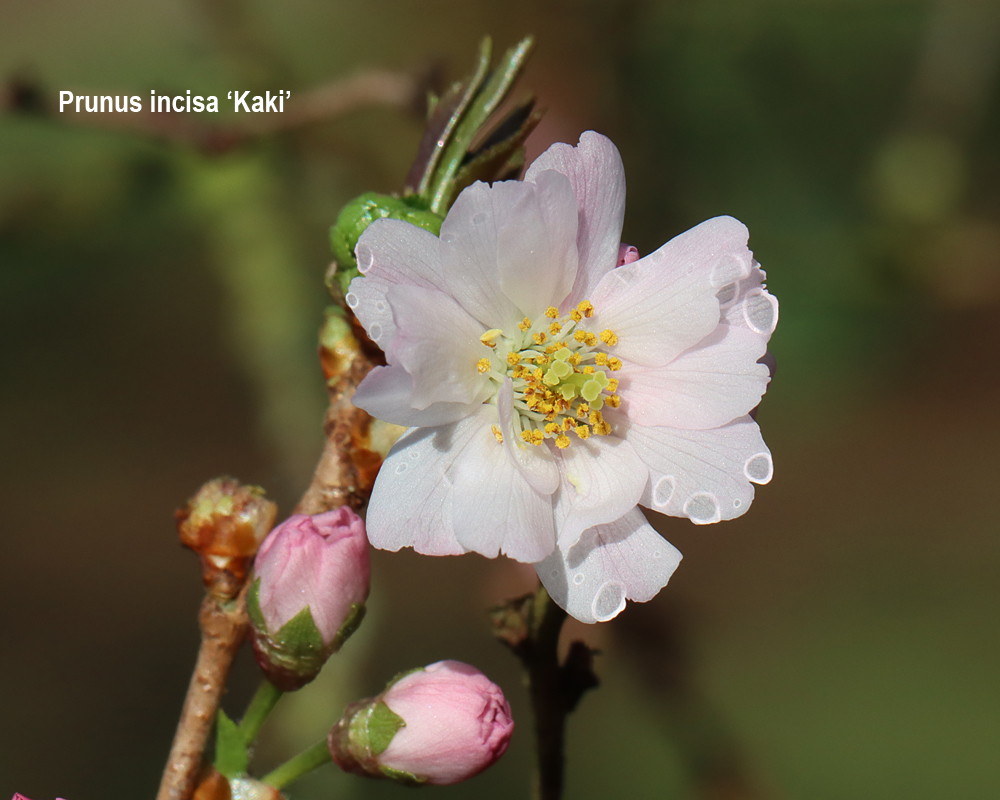 KeeleNatHist's tweet photo. #keelecherries Spring is coming and the cherries in the National Collection at Keele University are starting to flower. Here are a few of the early ones flowering now. Names are on the images. 1/2 https://t.co/eHZxyQP6cH