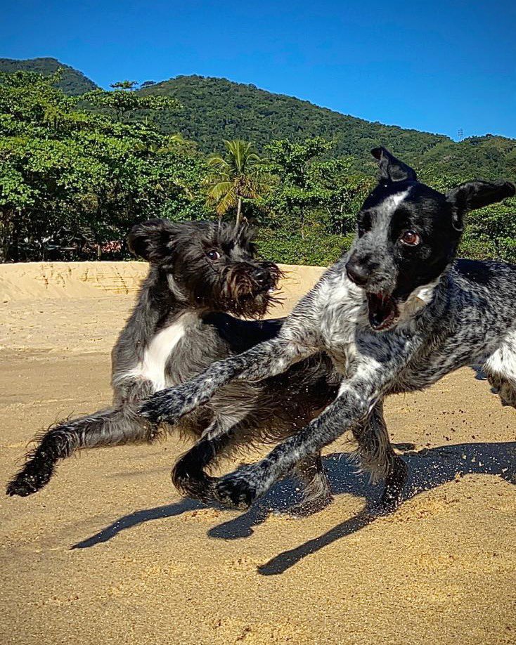 Vem, Paris! Bora comemorar que o papai assinou a lei que proíbe testes em animais ♥️🐶