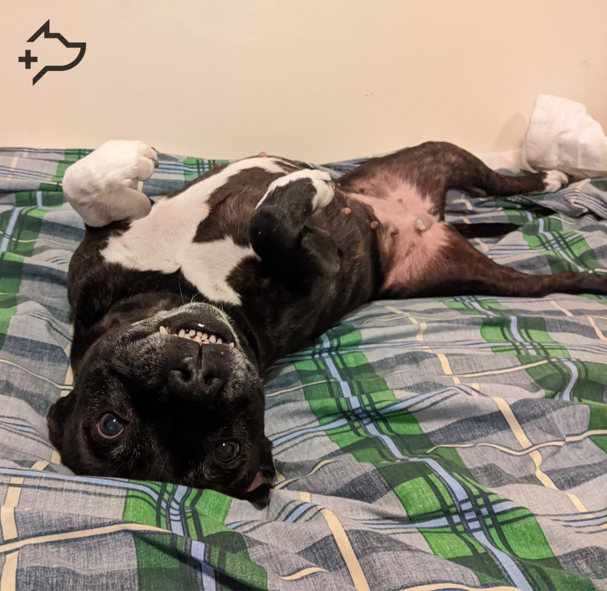 Missy Truman, from one of our StreetVet Accredited Hostels, <a href="/Arc_Homeless/">Arc (Formerly TAH)</a>, was spayed yesterday on #WorldSpayDay. Huge thanks to <a href="/EarthAnimal1979/">Earth Animal</a> for supporting us by covering the cost. Missy is back with her owner and recovering well💙🐕

#StreetVet #spayandneuter #pethealth