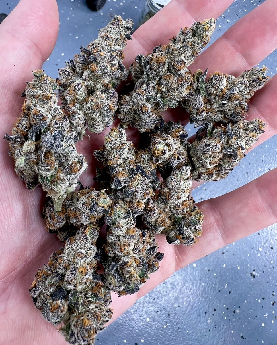 Exoticgenetix tweet media