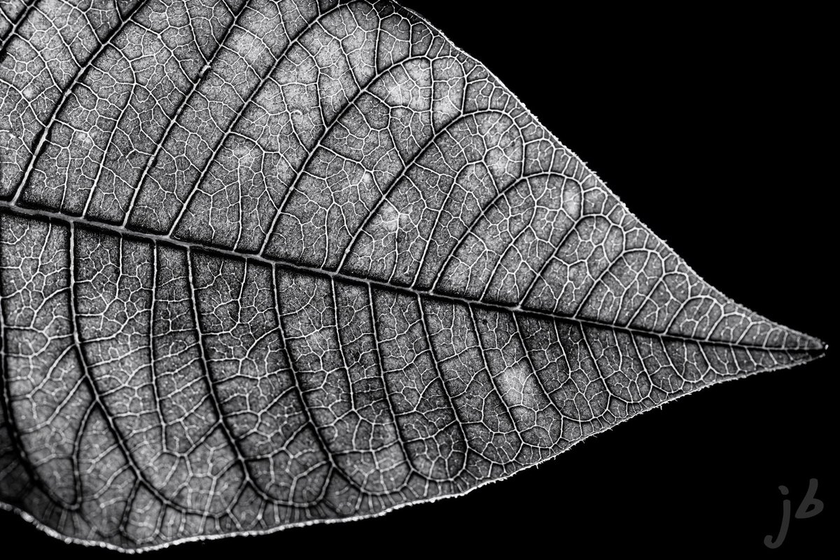 #monochrome #closeup #macro #leaf #nature #ThePhotoHour #bnw #bw #bnwphotography #blackandwhitephotography #photography #thingsoutside #TwitterNaturePhotography