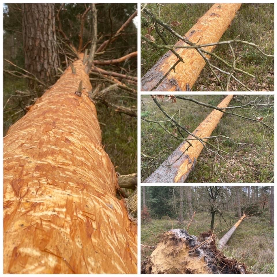 andredonker's tweet photo. Als aan het einde van de winter het voedsel schaars begint te worden eten herten graag boombast of liever gezegd de cambiumlaag er vlak onder die vol met voedingstoffen zit. https://t.co/8Av85XKYhK